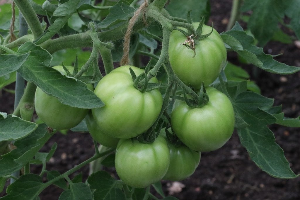 Pourquoi utiliser des graviers pour structurer son potager ?
