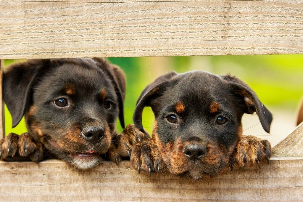 Les essentiels pour maintenir votre chien en bonne santé toute l'année